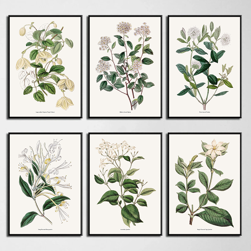 Vintage Botanical Flowers Post - Home Fragrance Jasmine recension och pris