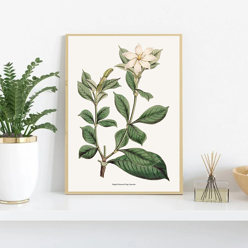 Vintage Botanical Flowers Post - Home Fragrance Jasmine recension och pris